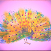 Purple_peacock_card