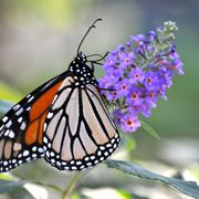 Butterfly_card