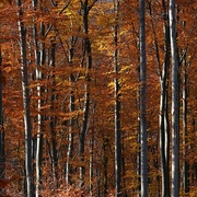 100_2580_4x6_card