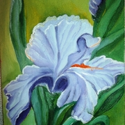 Iris_nov_card