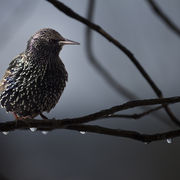 European_starling_card