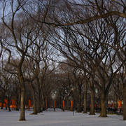 Gates___trees_card