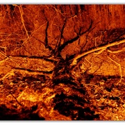 Untitled-1_card