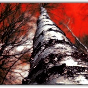 Untitled-1_card