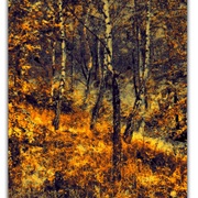 Untitled-1i_card