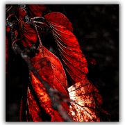 Untitled-1_card