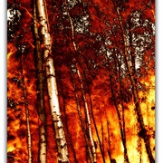 Untitled-1_card