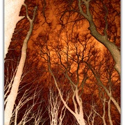 Untitled-1_card