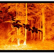 Untitled-1_card