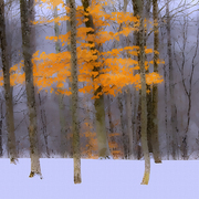 The_silent_light_card