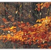 Untitled-1_thumb