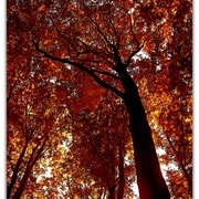 Untitled-1_card