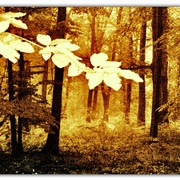 Untitled-1_card