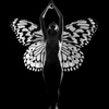 Sbutterfly_thumb