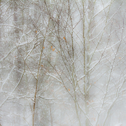 North_wind_card