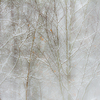 North_wind_thumb