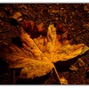 Untitled-1i_thumb