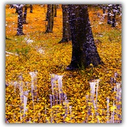 Untitled-1_card
