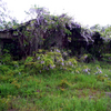 100_7744a_thumb
