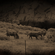 Oldwest_card