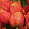 Tulips_thumb