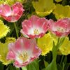 Yellow_tulips_thumb