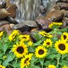 Sunflowers_thumb