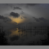 Lobo_gris_thumb