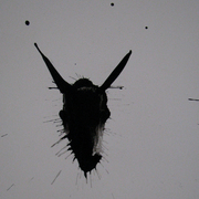 Donkey_card