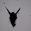 Donkey_thumb
