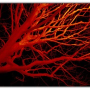 Untitled-51_card