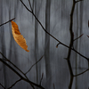 Elegy_thumb