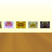 Orchideen_card