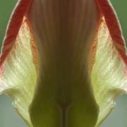 Amarillus3_card