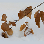 January_thaw_card