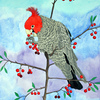 Gang-gang_cockatoo