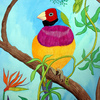 Gouldian_finch_c_thumb
