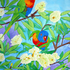 Rainbow_lorikeets