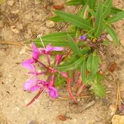 August_2007_-_middle_park_trip_-_12_card