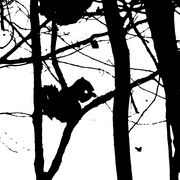 Beaverbrooksquirrelphotoshop_card
