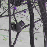 Beaverbrooksquirrelphotoshop3_card
