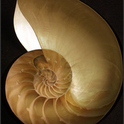 Nautilus_inside___out_card