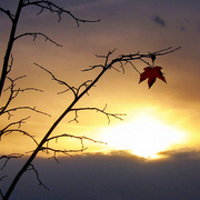 Winter_last_leafp_card