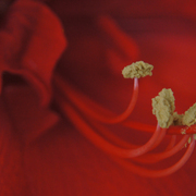 Blomst3_card