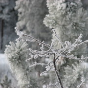 Hunting_2010__39__card