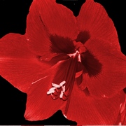Amaryllisphotoshop1_card