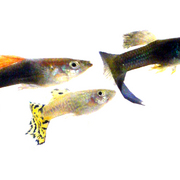31_white_fish_card
