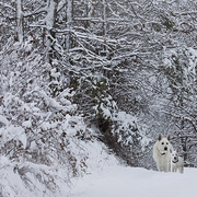 Sunday_walks_card