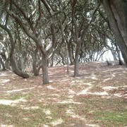 Trees_at_fort_fisher_card