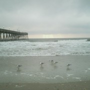 Seagulls_in_the_winter_card